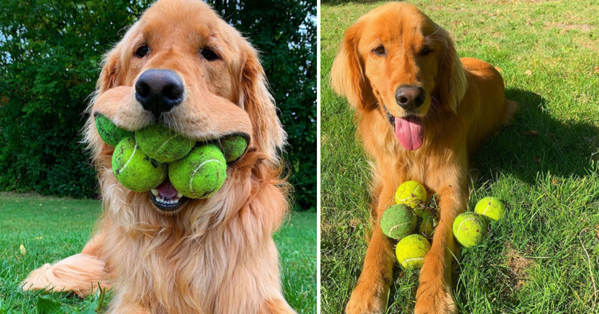 Dog’s Obsession With Tennis Balls Brings Him To The World Record Stage