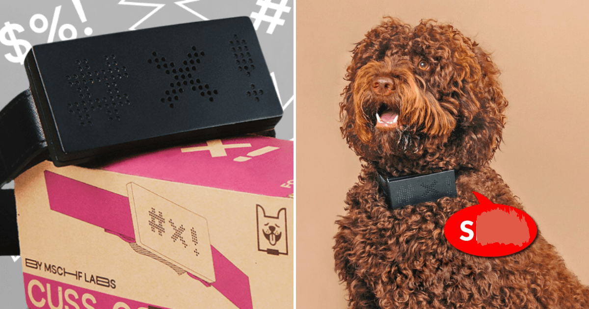 New Dog Collar Translates Pets’ Barks Into Swear Words Small Joys