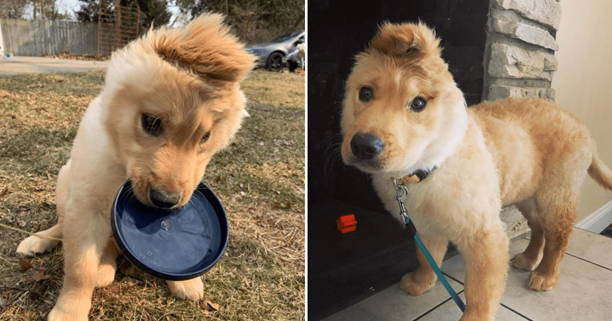 Golden Unicorn Puppy With One Ear In The Middle Of Her Head Is Winning