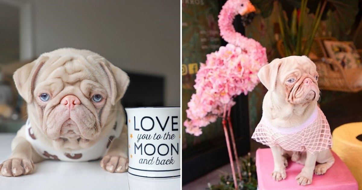 Rare Pink Pug An Instagram Sensation As Owner Documents His