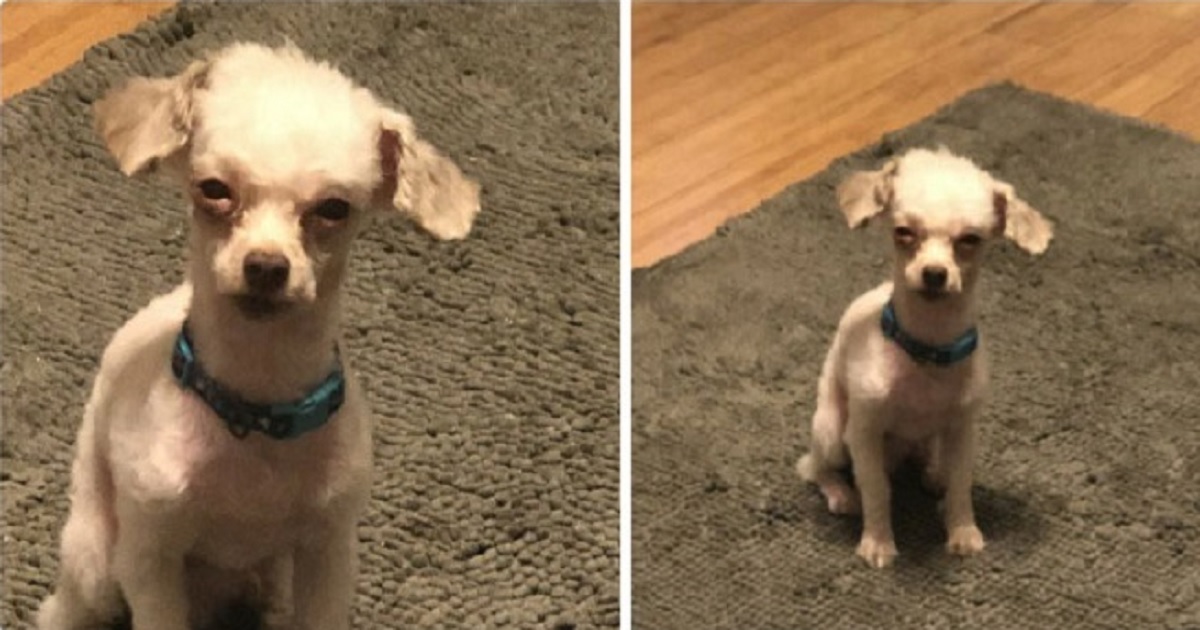 10 Hilarious Home Grooming Fails That Show Why Dog Groomers Are Paid