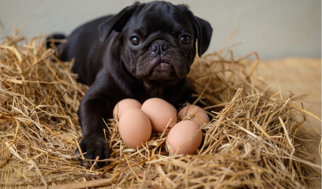 Can Dogs Eat Hard Boiled Eggs? A Good Guide For Your Pet