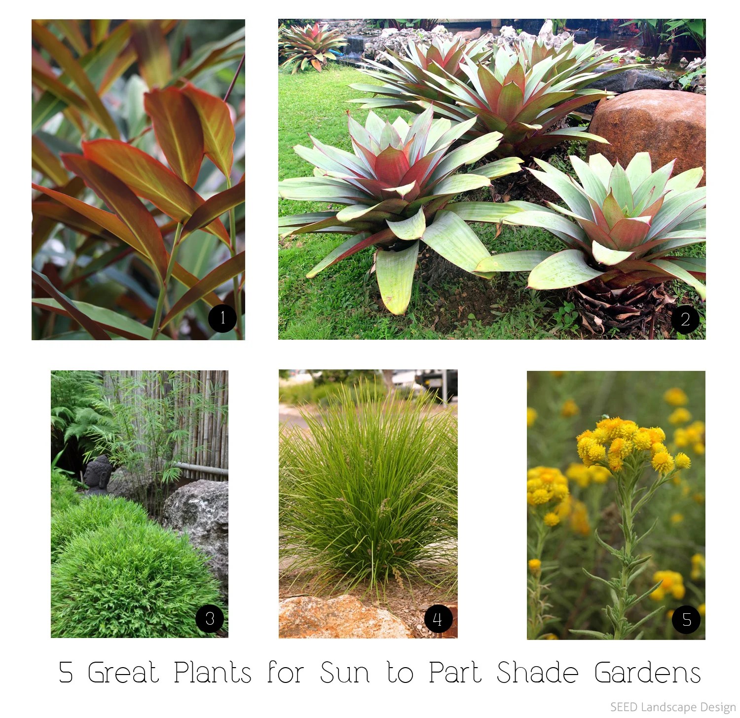 5 Great Plants For PartShade Gardens in Brisbane — SEED Landscape Design
