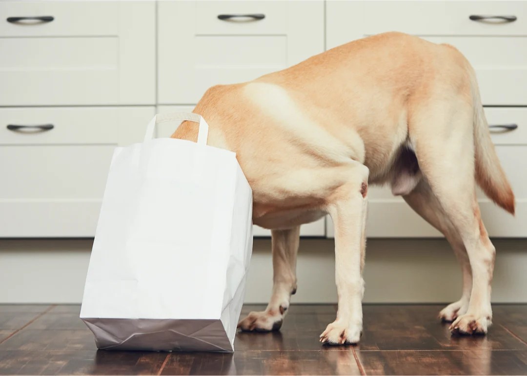 What to Look for When Buying Dog Food Nom Nom