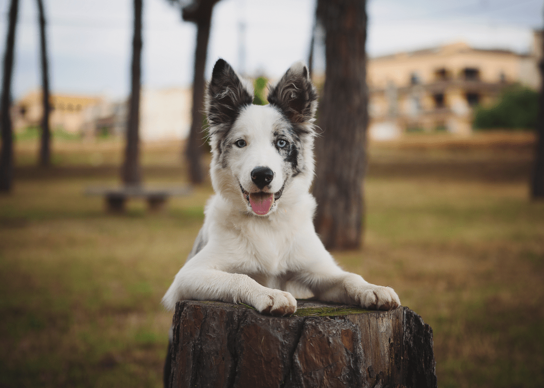 Ranking the 63 Smartest Dog Breeds Stacker