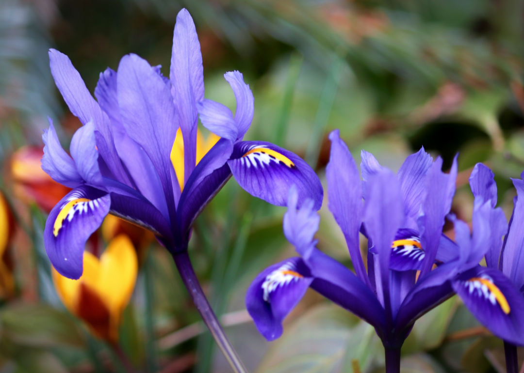 47 Plants That Begin to Bloom in March Stacker