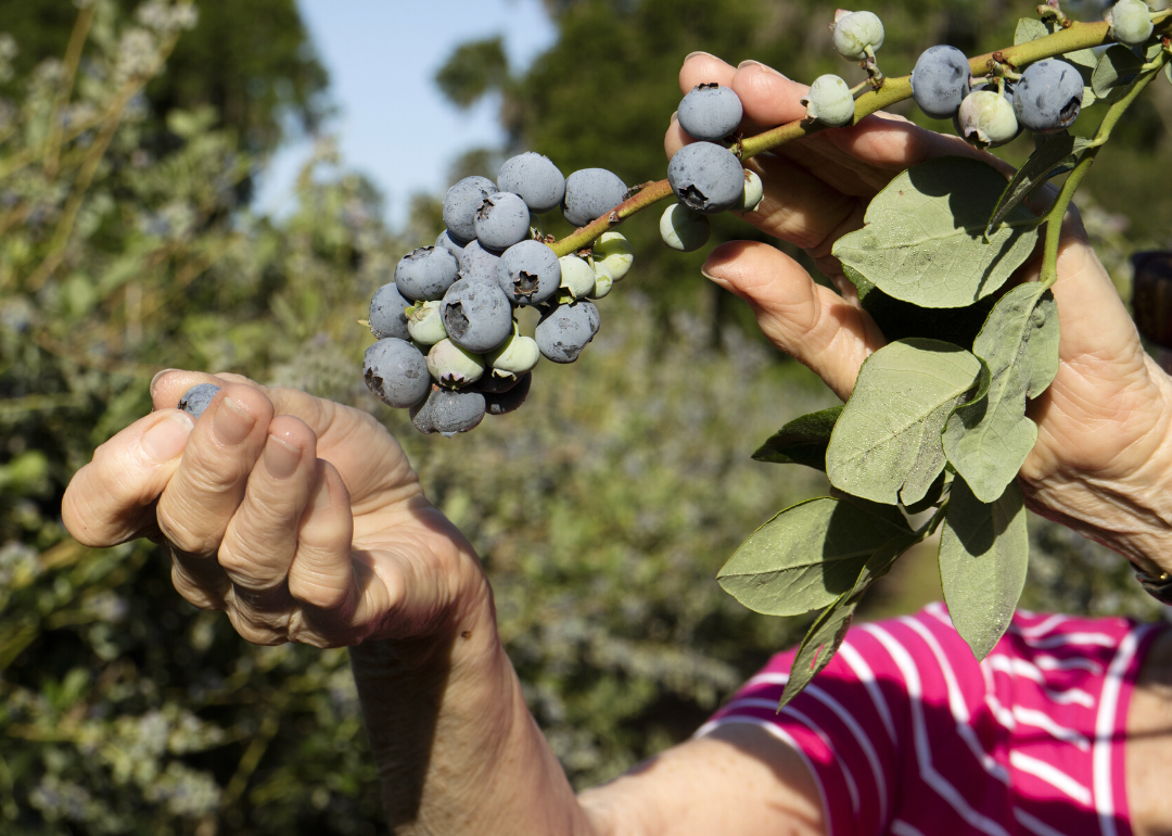Most Valuable Crops Grown in Maine Stacker