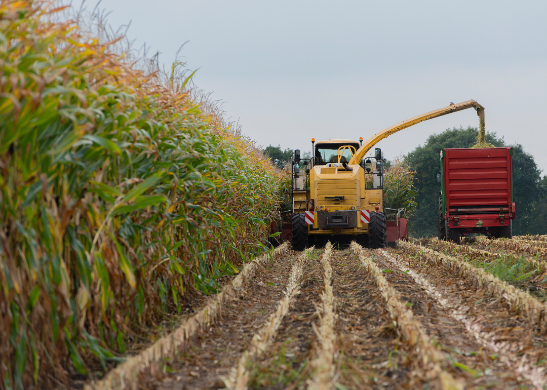 Most valuable crops grown in Colorado Stacker