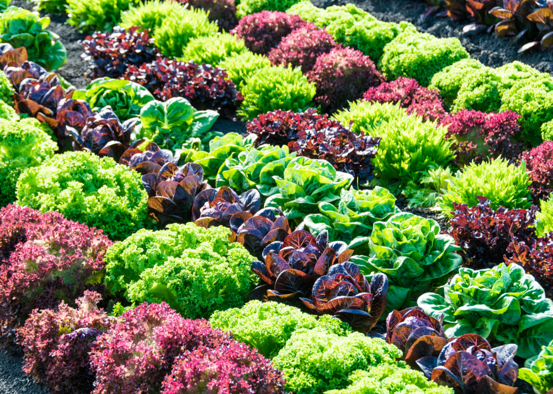 Most Valuable Crops Grown in Arizona Stacker
