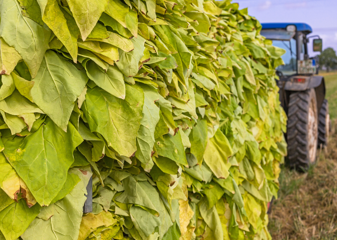 Most valuable crops grown in Virginia Stacker