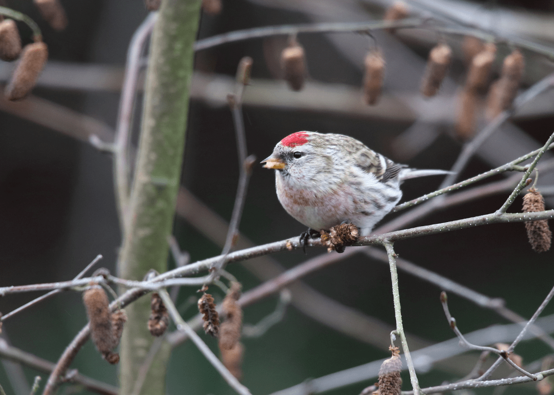Most Commonly Seen Birds in Manitoba Stacker