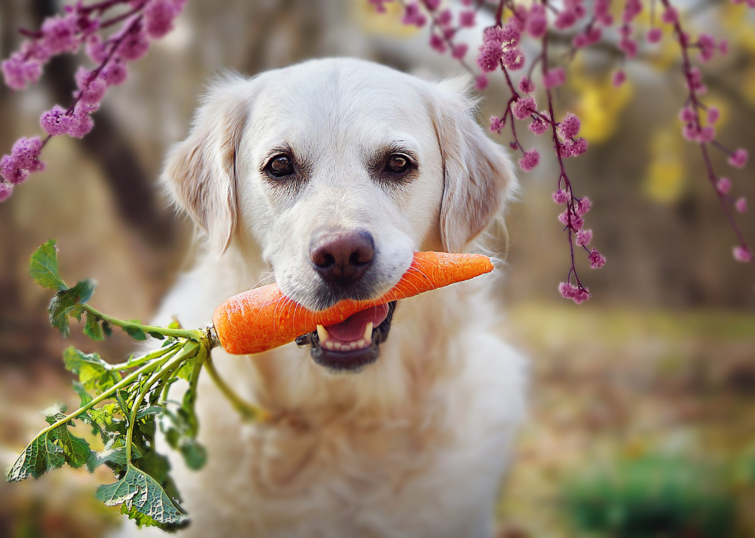 10 Superfoods for Dogs From Your Very Own Kitchen Native Pet