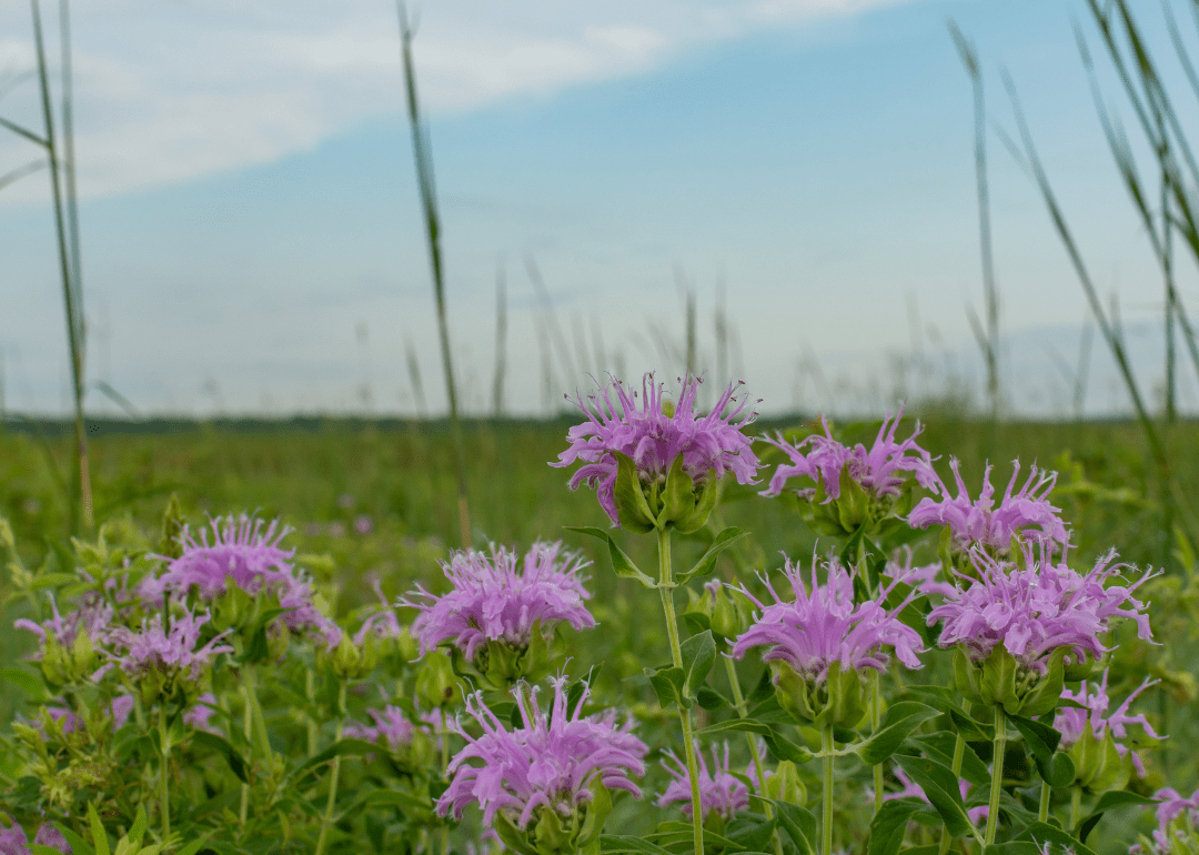 1 in 185 People in Putnam County, Illinois Are Grandparents Caring for