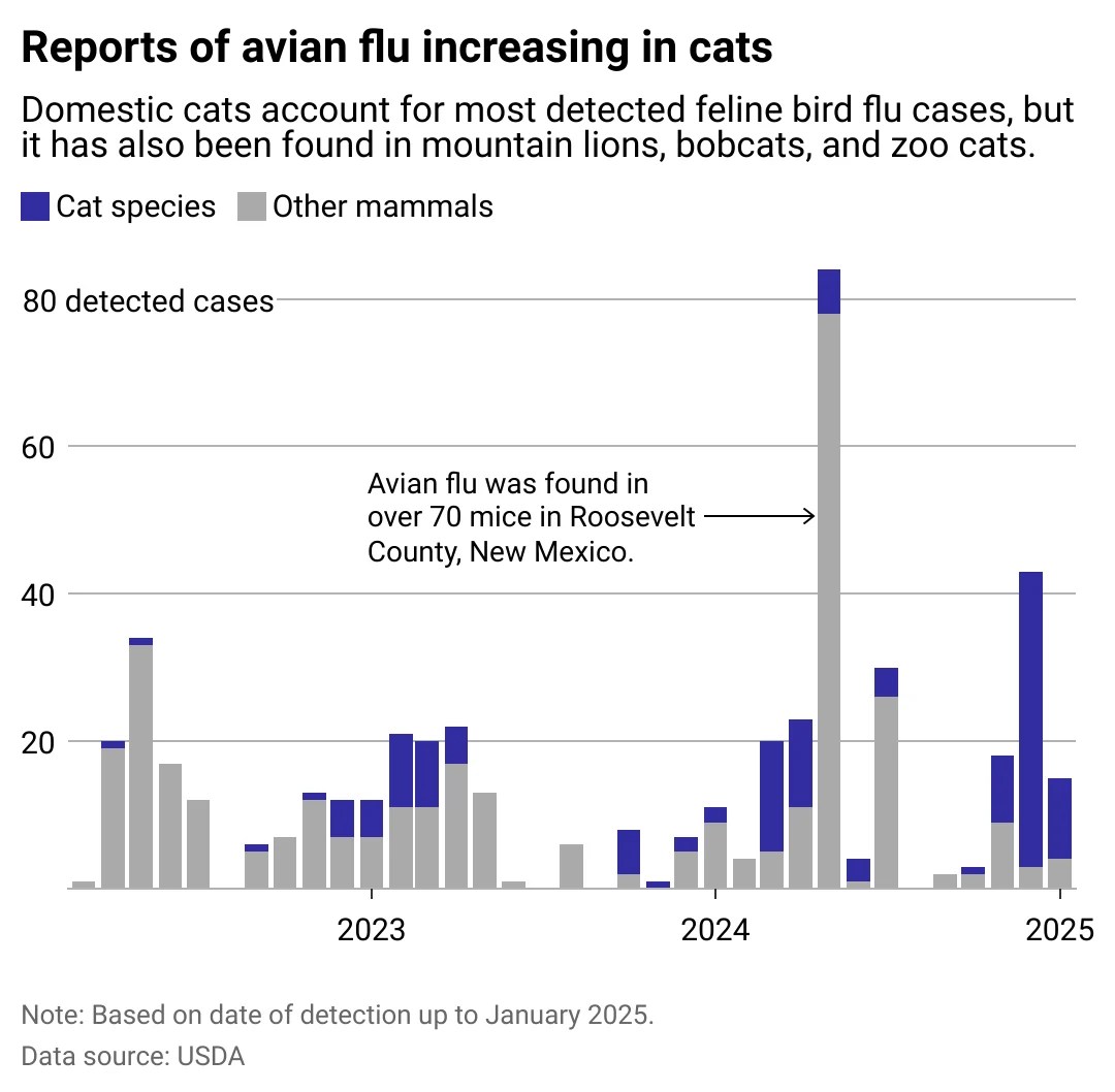 Bird flu is on the rise across the US. Are cats at risk? ABC17NEWS