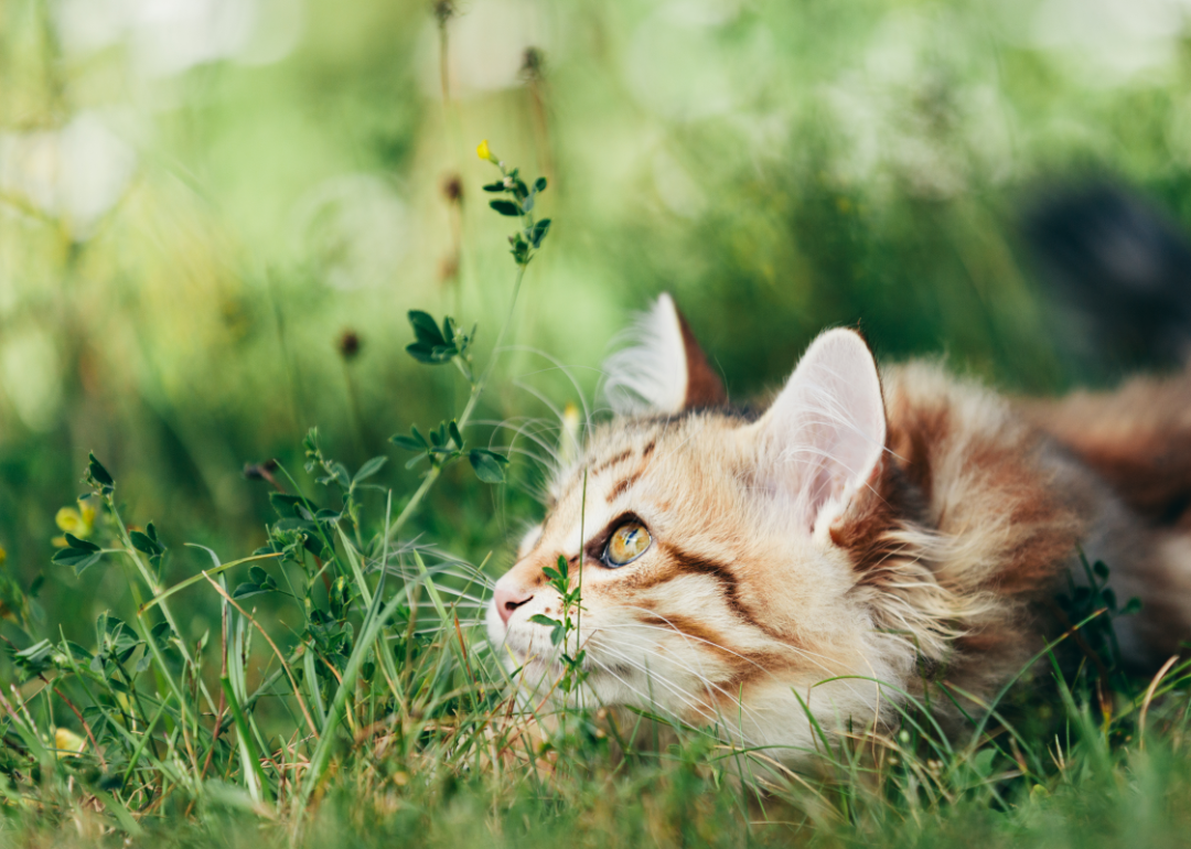 Kittens Available for Adoption in Albany Stacker