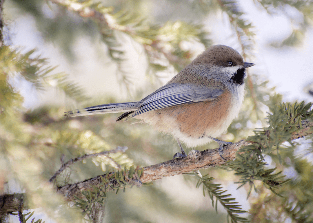 Most Commonly Seen Birds in Manitoba Stacker