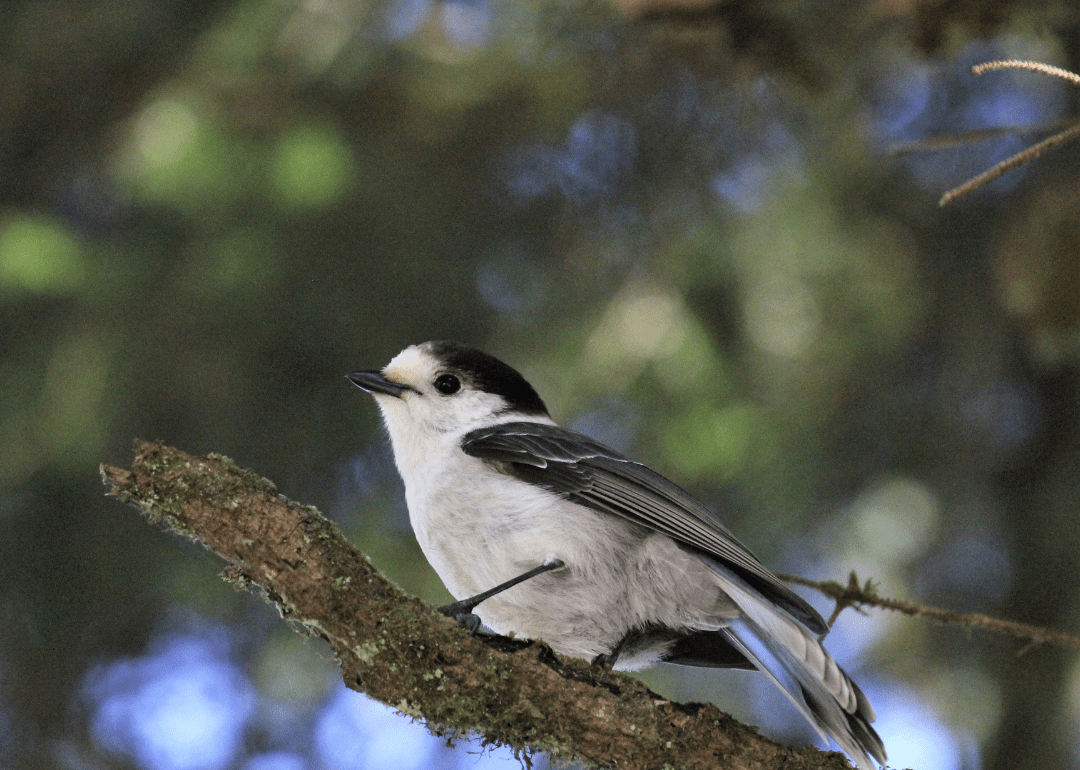 Most Commonly Seen Birds in Manitoba Stacker