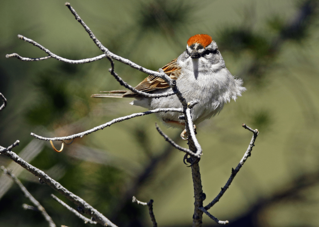 Most Commonly Seen Birds in Indiana Stacker