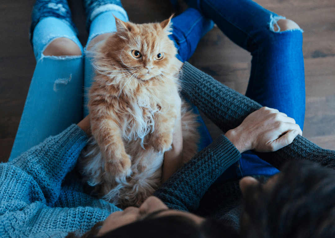 Cats Available for Adoption in Cleveland Stacker