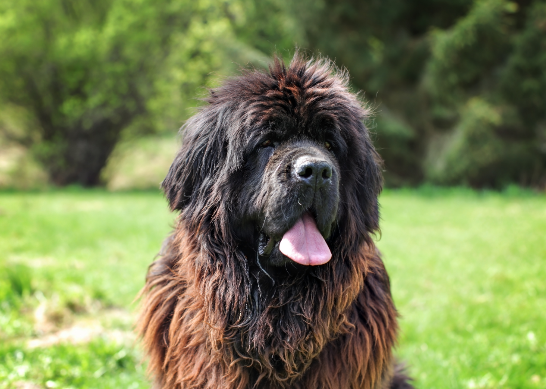 Most Popular Large Dog Breeds Stacker