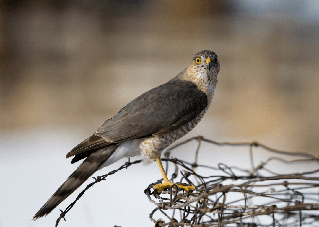 Most Commonly Seen Birds in Pennsylvania Stacker