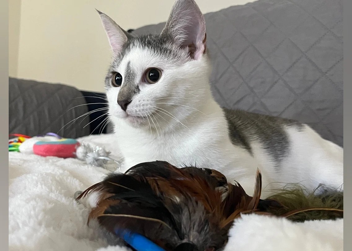 Kittens Available for Adoption in Greenville Stacker