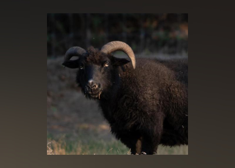 Exotic Pets Available for Adoption in Idaho Falls Stacker