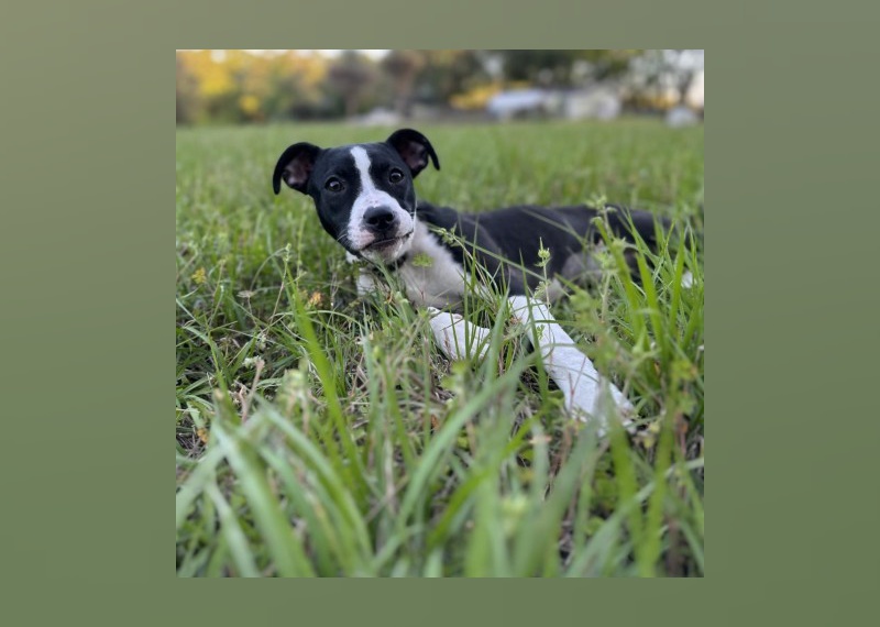 Dogs Available for Adoption in Gainesville Stacker