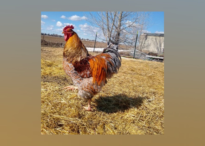 Exotic Pets Available for Adoption in Idaho Falls Stacker