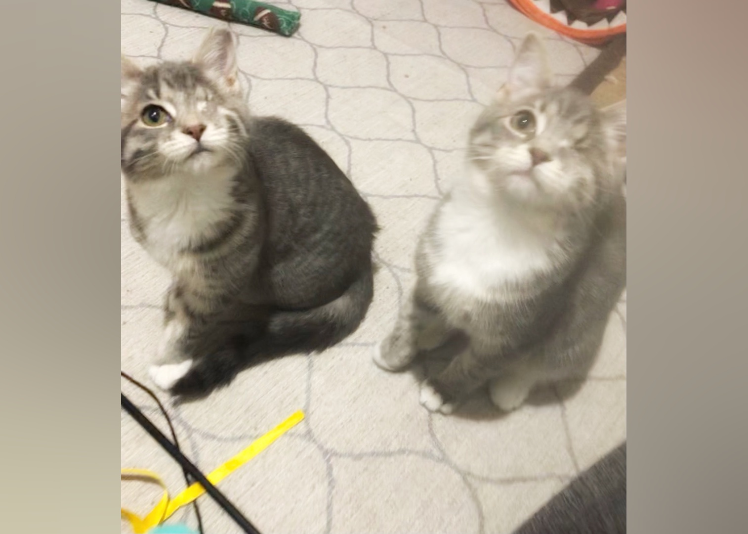 Cats Available for Adoption in Dayton Stacker