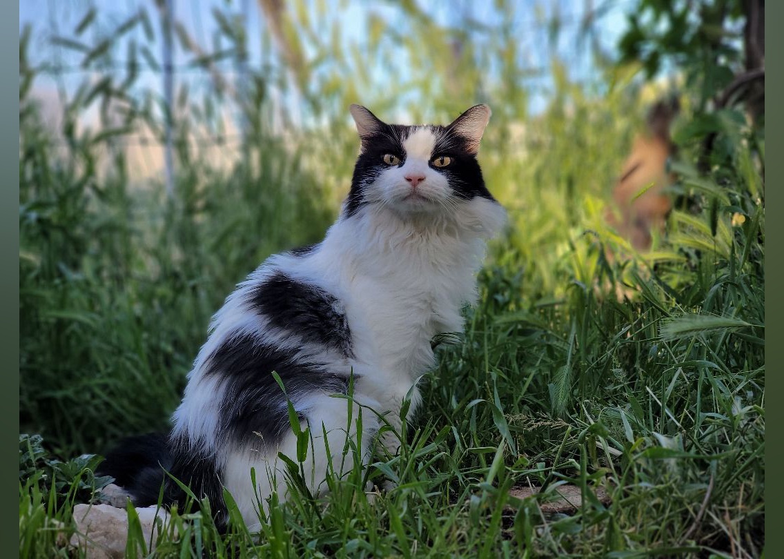 Cats Available for Adoption in Reno Stacker