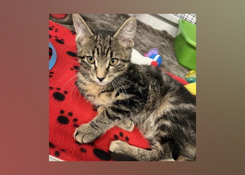 Kittens Available for Adoption in Miami Stacker