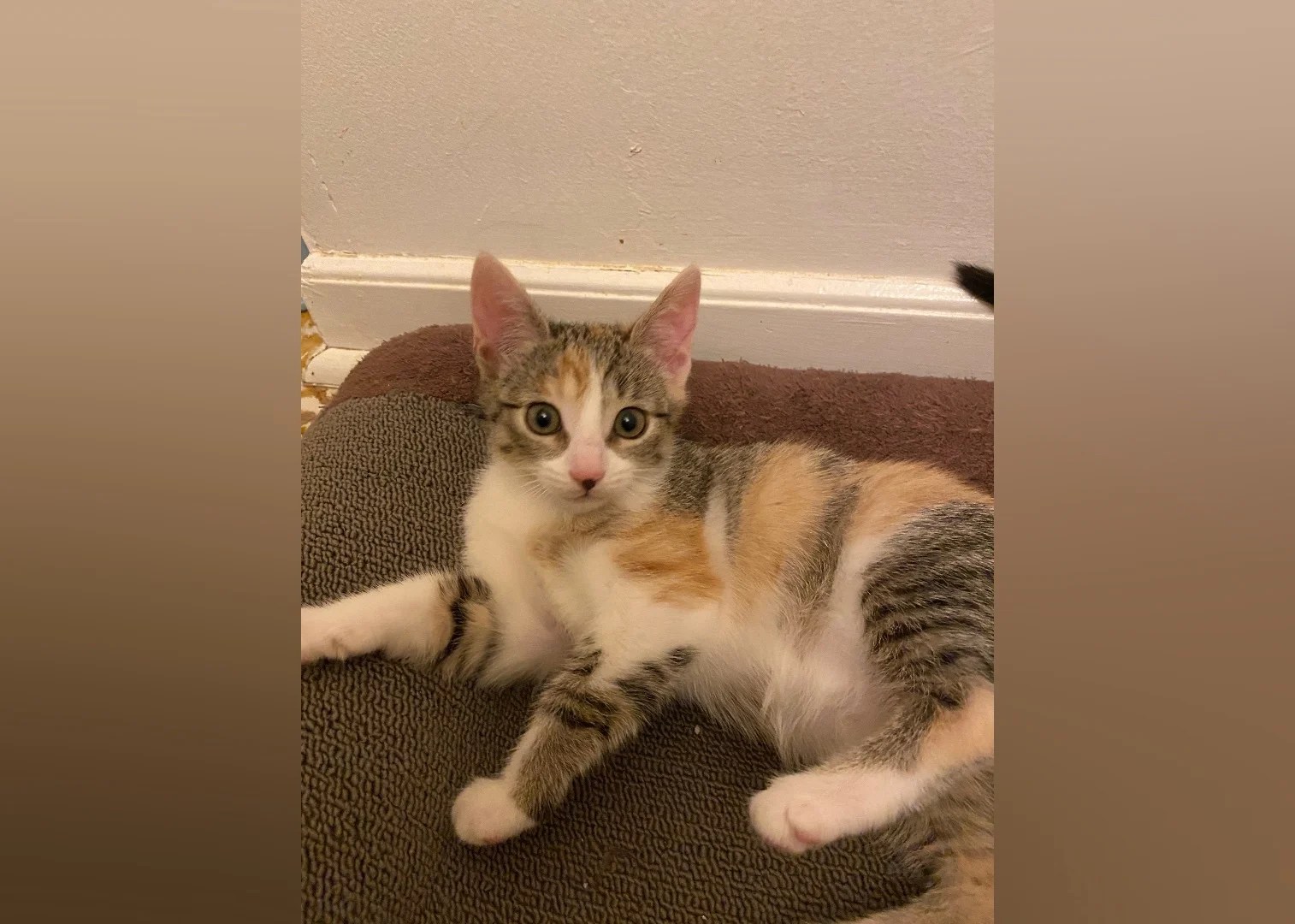 Kittens Available for Adoption in Greenville Stacker