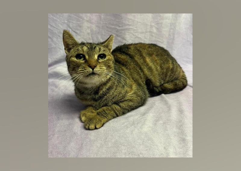 Cats Available for Adoption in Myrtle Beach Stacker