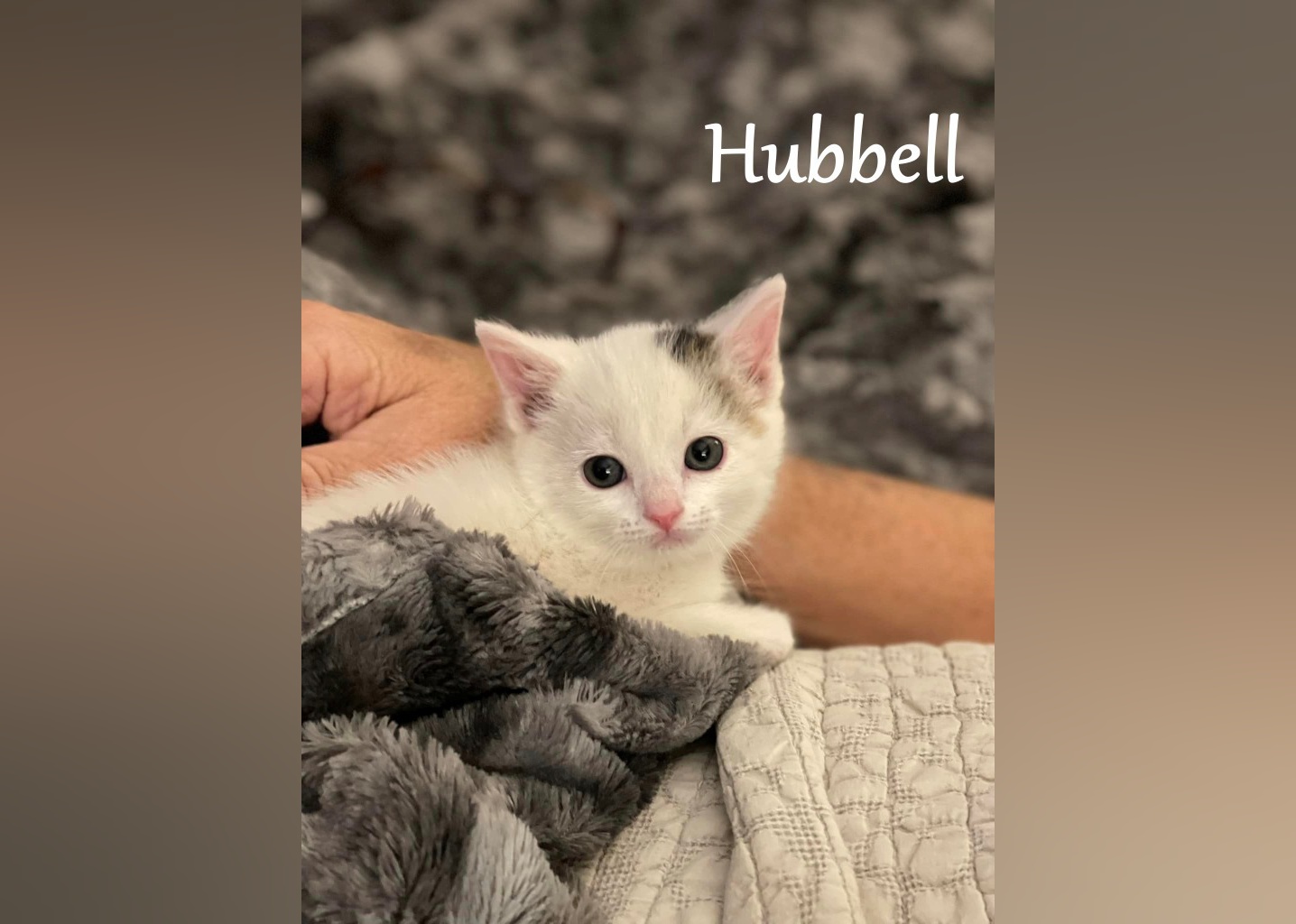 Kittens Available for Adoption in Birmingham Stacker