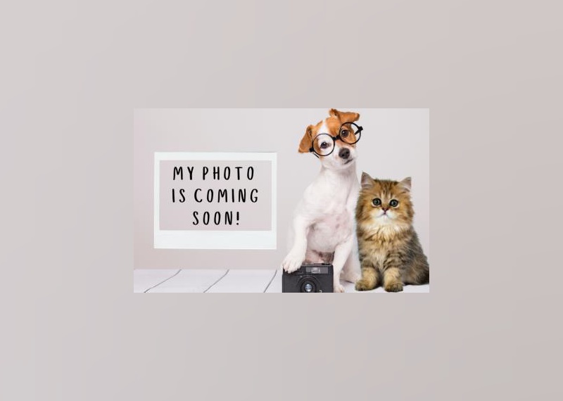 Kittens Available for Adoption in Greenville Stacker