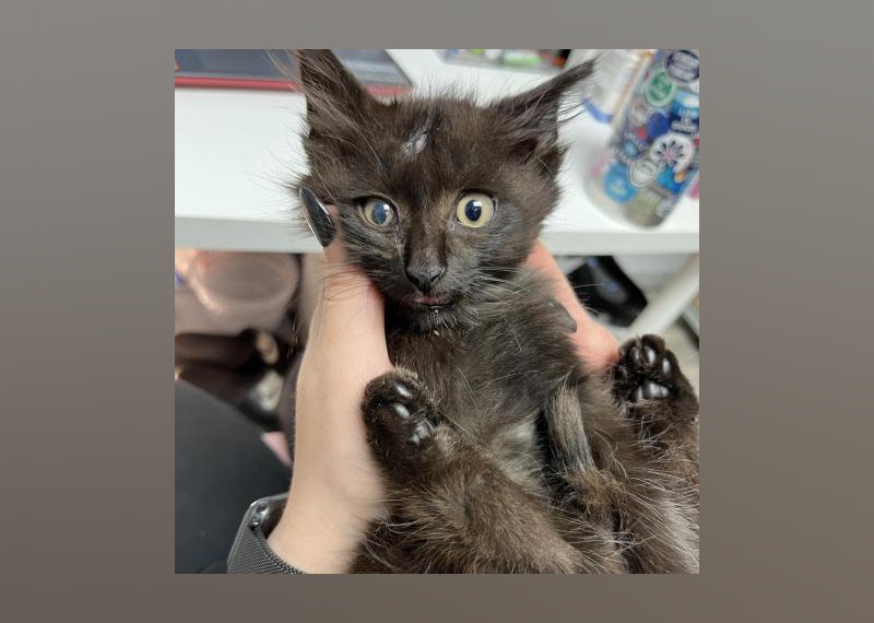 Kittens Available for Adoption in Miami Stacker