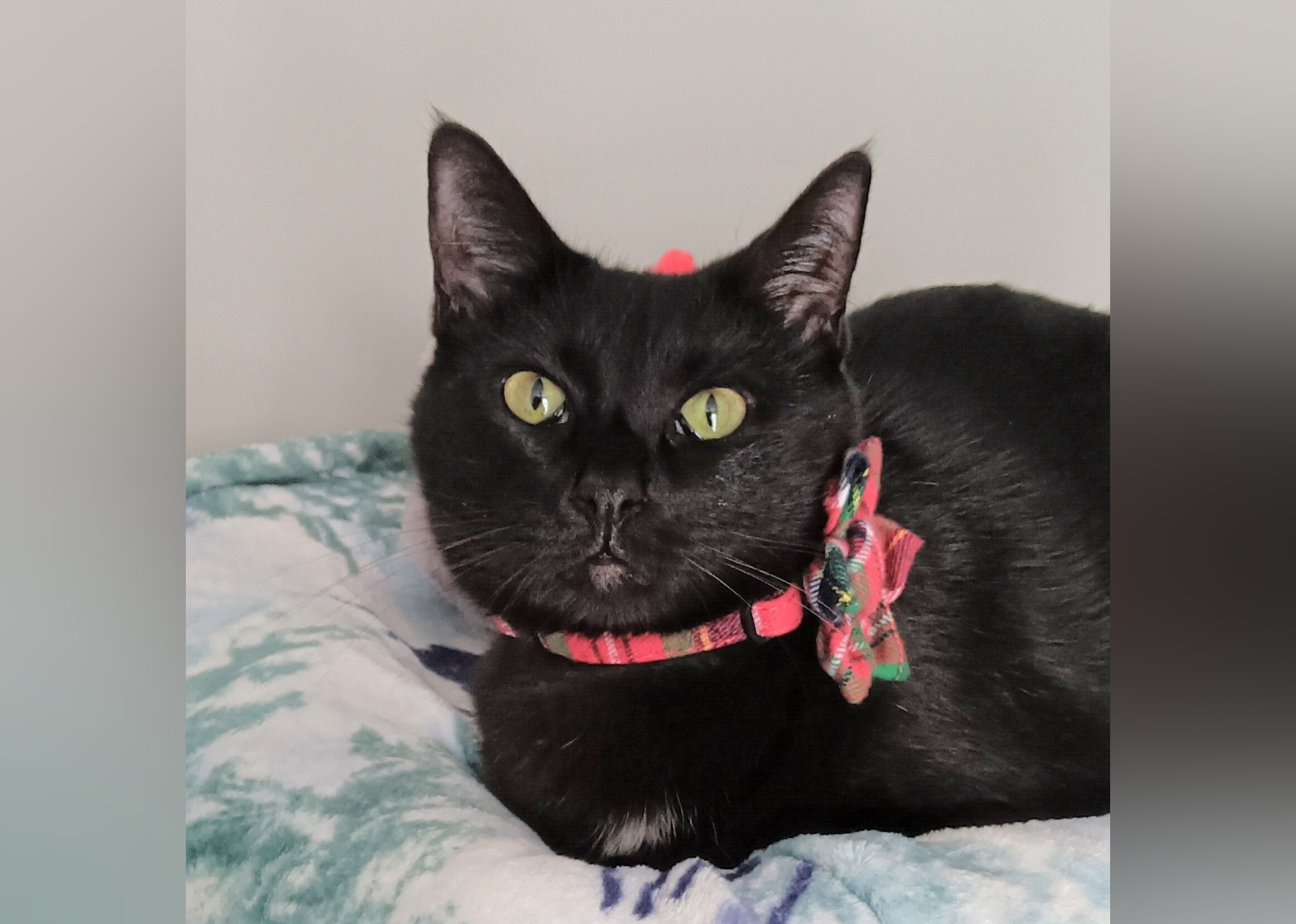 Cats Available for Adoption in Myrtle Beach Stacker