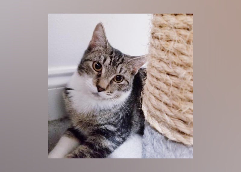 Kittens Available for Adoption in Miami Stacker