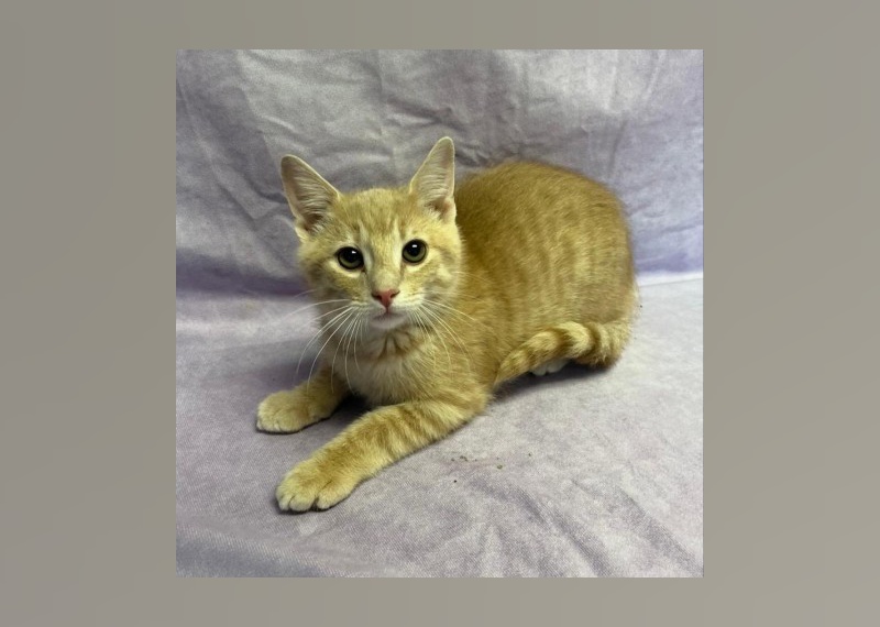 Cats Available for Adoption in Myrtle Beach Stacker