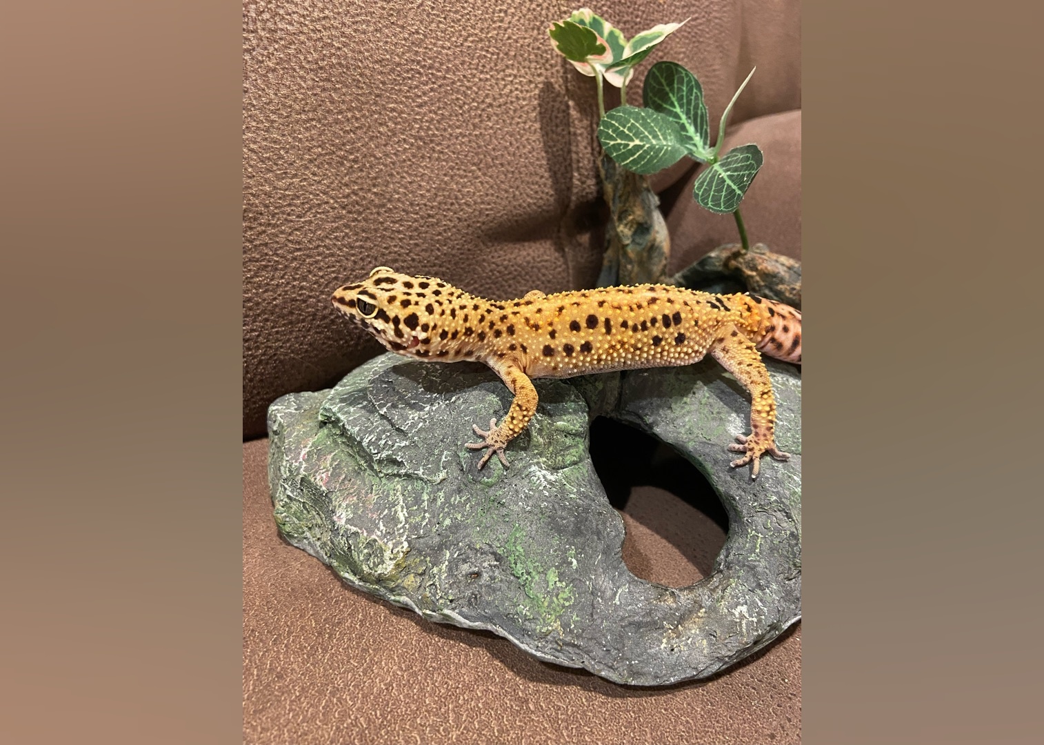 Exotic Pets Available for Adoption in Eugene Stacker