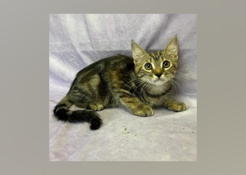 Cats Available for Adoption in Myrtle Beach Stacker