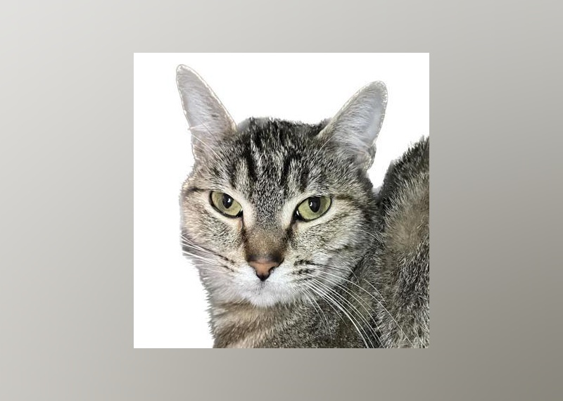 Cats Available for Adoption in Reno Stacker