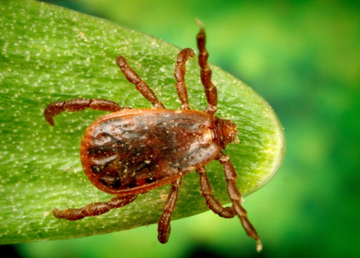 America's Most Common Ticks and How to Identify Them Stacker