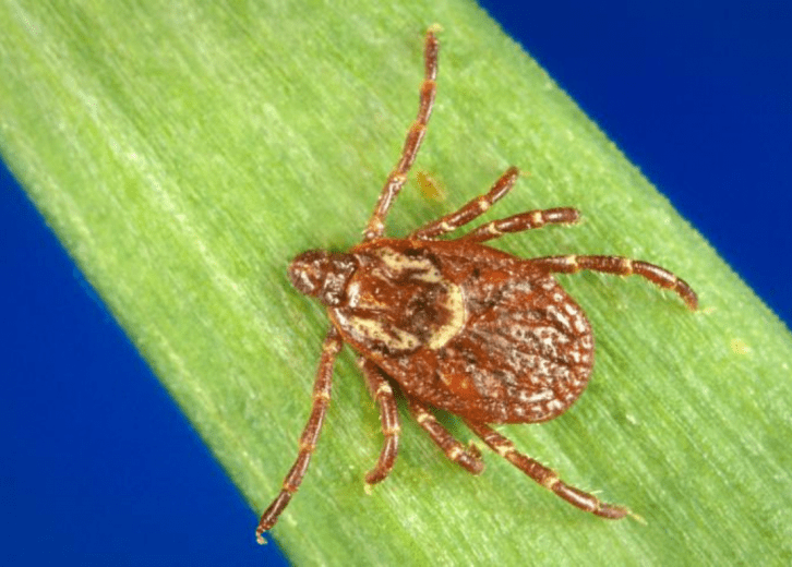 America's Most Common Ticks and How to Identify Them Stacker