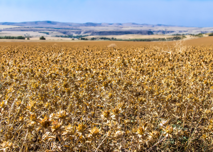 Most valuable crops grown in Utah Stacker