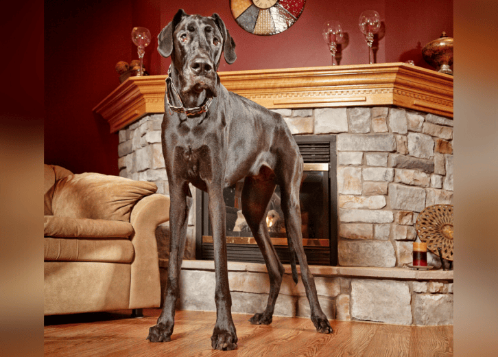 10 Guinness World Records About Dogs Stacker