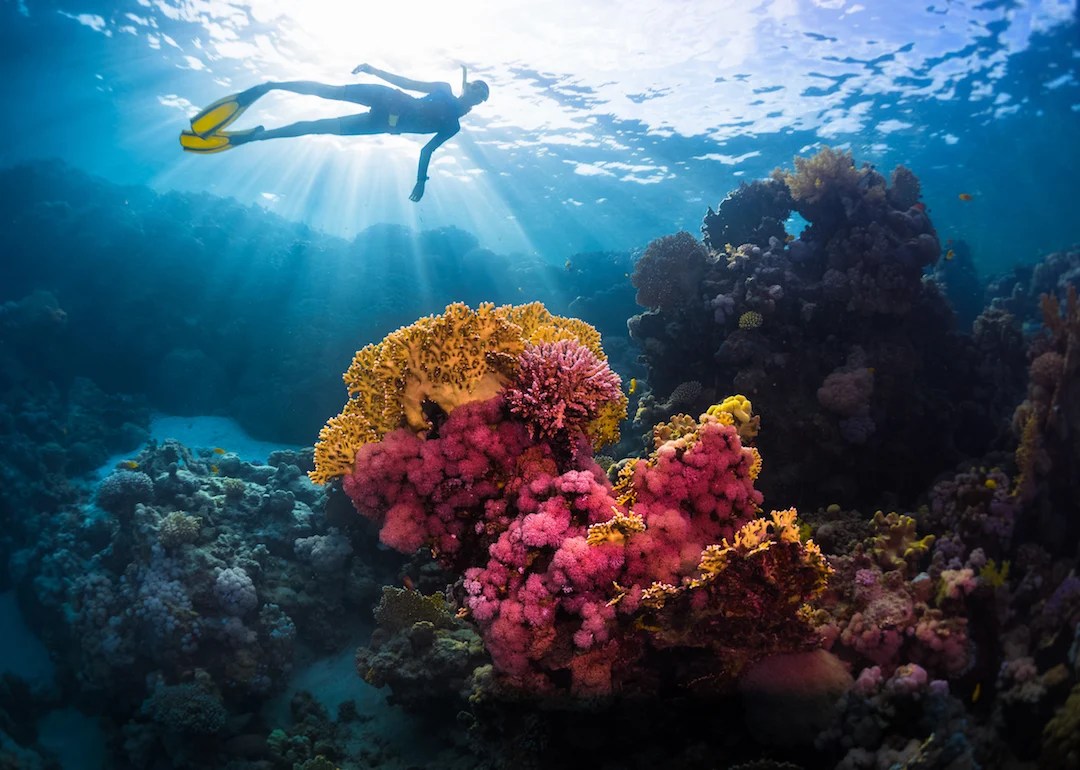 Coral Reefs How They Work, Why They're in Danger, and Why It Matters