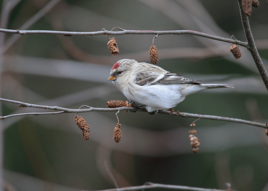 Most Commonly Seen Birds in Manitoba Stacker