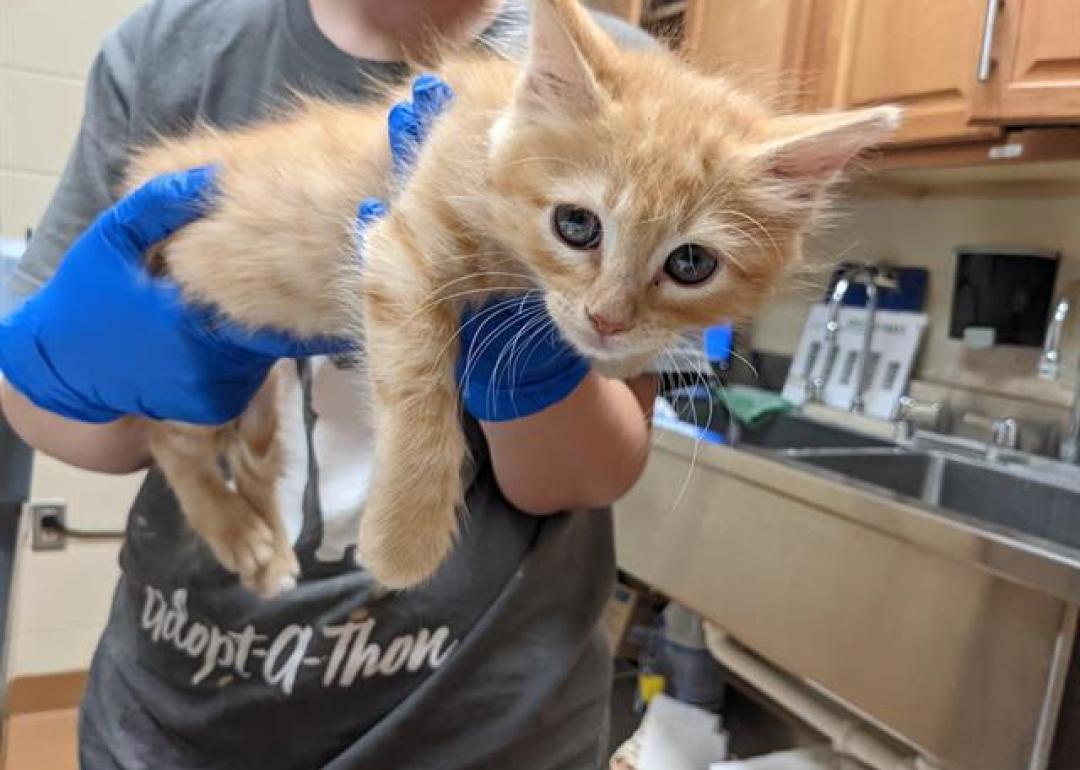 Cats available for adoption in Gainesville Stacker